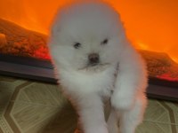 Teddy Bear Kar Beyaz Teacup Pomeranian Boo Erkek