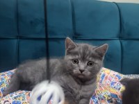 British shorthair yavrular ırk sağlık garantili
