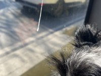 Maltipoo dişi 3 aylık