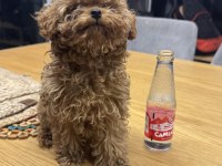 Teacup tuvalet eğitimli yavru poodle