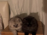 BRİTİSH LONGHAİR AYI SURAT DİŞİ YAVRULAR