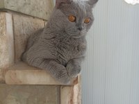 2,5 Yaşında British Shorthair Kedimiz Sahiplendirilecektir