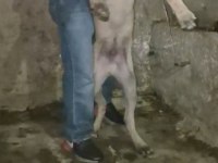 Kangal yavrusu soy sağlam mal zaten ortada