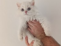 British longhair yavrularımız