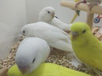 Yavru muhabbet kuşlar