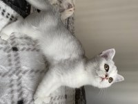 Sliver yavru kedi