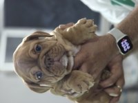 SEVİMLİ İNGİLİZ BULLDOG EGZOTİK