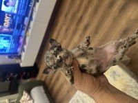 Safkan french bulldog yavrular