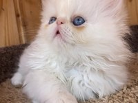 Krem Point Flat-Face minik pofuduk kedimiz