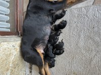 Erkek dişi şampiyon ırk scr li