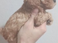 Maltipoo yavrular