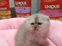 Scottish fold ve scottish straight yavrularım