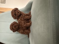 Teslime hazır prenses poodle köpekler
