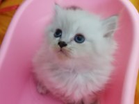 Şecereli anne ve baba scottish fold blue point beyaz