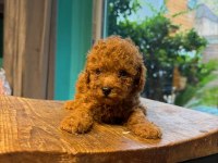 Toy poodle bebeklerimiz