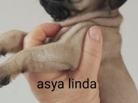 Pug Mops Bebekler