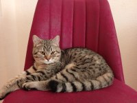 British shorthair kırması 8 aylık