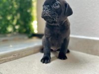 Pug mola yavrular 0-3 aylık
