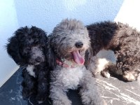 Ev içi bakılabilecek tek ırk poodle cinsidir