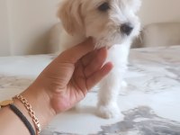 Terrier maltese