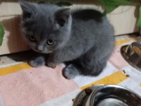 Ev Üretimi Erkek Ve Dişi British Shorthair