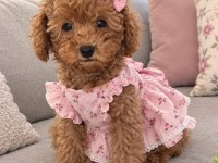 KUCUK PRENSES KÖPEKLER