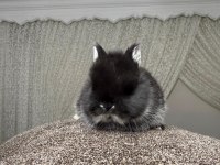Safkan Hollanda cüce ve mini lop tavşan her yere gönderim