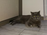 Kedi British shorthair