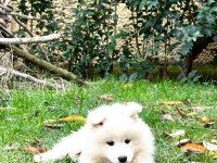 KIF/FCI ŞECERELİ SAMOYED ERKEK YAVRU