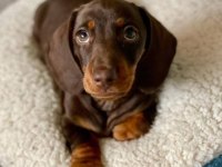 Mini Dachshund Sosik Köpekler Yuvaya Hazır