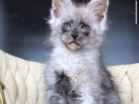 Maine coon WCF erkek black smoke
