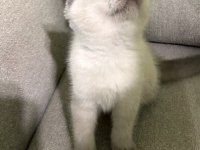 Scottish fold yavrular
