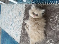 Pofuduk chinchilla bebekler ailesini arıyor