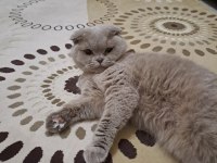 Çok uyguna scottish fold