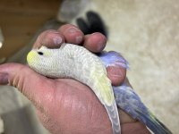 Yavru muhabbet kuşu