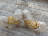 Bembeyaz 3 ay anne sütü almış maltese terrier bebekler