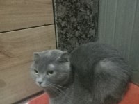 Scottish fold yavru kedimi ve annesini sahiplendiriyorum