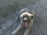 50 Günlük Çoban Köpekleri