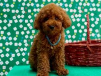 Orjinal toy poodle çocuklar