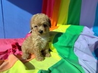 İnanılmaz Güzellikte Maltipoo Yavrular