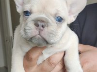 Egzotik French Bulldog Yavrular