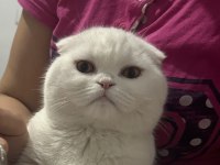 Scottish fold dişi kedimize yuva arıyoruz