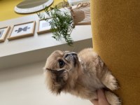 Pekinez köpek