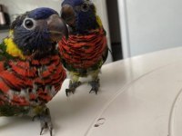 GÖKKUŞAĞI LORİ PAPAĞANI EL BESLEME BEBEK