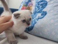 Scottish fold