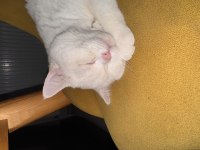 Bu Tatlı Kediye Kim Hayır Diyebilir?
