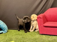 Harika Labrador Retriever Yavruları