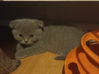 Scottish fold yavrular sahiplendirilmeyi bekliyorlar