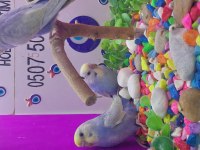 30 günlük yavru muhabbet kuşları