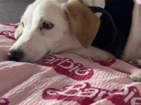 Lili 6 aylık dişi köpeğimiz